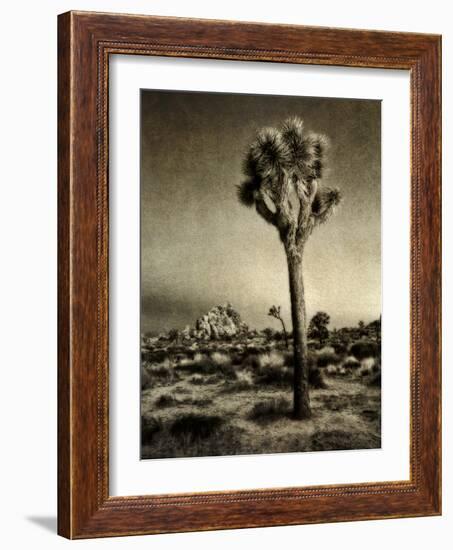 USA, California, Joshua Tree National Park, Dawn and Joshua trees-Ann Collins-Framed Photographic Print