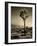 USA, California, Joshua Tree National Park, Dawn and Joshua trees-Ann Collins-Framed Photographic Print