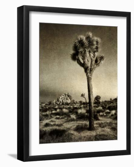 USA, California, Joshua Tree National Park, Dawn and Joshua trees-Ann Collins-Framed Photographic Print