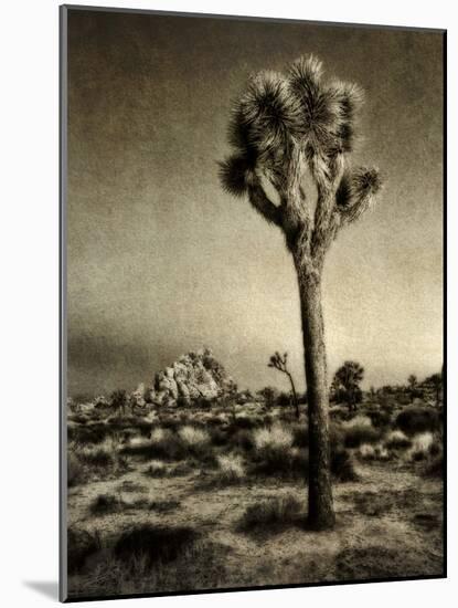 USA, California, Joshua Tree National Park, Dawn and Joshua trees-Ann Collins-Mounted Photographic Print