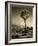 USA, California, Joshua Tree National Park, Dawn and Joshua trees-Ann Collins-Framed Photographic Print