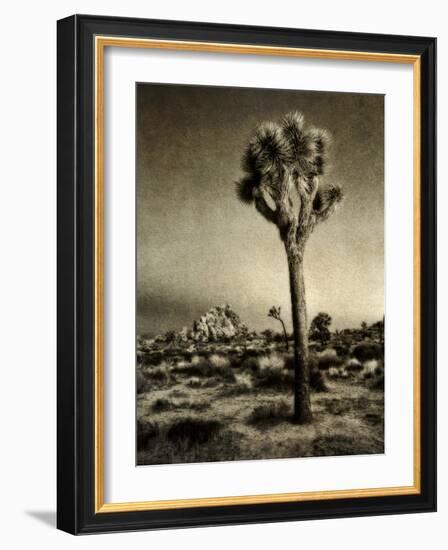 USA, California, Joshua Tree National Park, Dawn and Joshua trees-Ann Collins-Framed Photographic Print