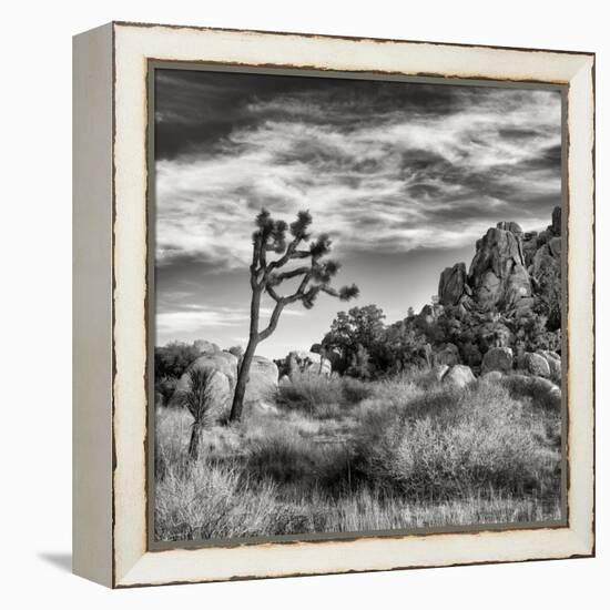 USA, California, Joshua Tree National Park, Joshua Tree in Mojave Desert-Ann Collins-Framed Premier Image Canvas