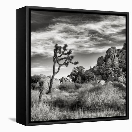 USA, California, Joshua Tree National Park, Joshua Tree in Mojave Desert-Ann Collins-Framed Premier Image Canvas