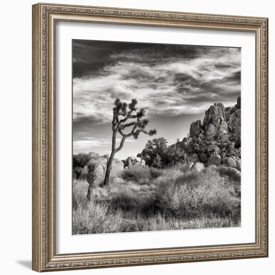 USA, California, Joshua Tree National Park, Joshua Tree in Mojave Desert-Ann Collins-Framed Photographic Print