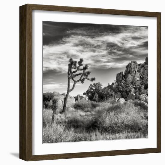 USA, California, Joshua Tree National Park, Joshua Tree in Mojave Desert-Ann Collins-Framed Photographic Print