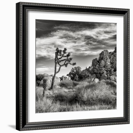 USA, California, Joshua Tree National Park, Joshua Tree in Mojave Desert-Ann Collins-Framed Photographic Print
