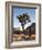 USA, California, Joshua Tree National Park. Joshua Tree Lit by Early Morning Sun-Ann Collins-Framed Photographic Print