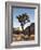 USA, California, Joshua Tree National Park. Joshua Tree Lit by Early Morning Sun-Ann Collins-Framed Photographic Print