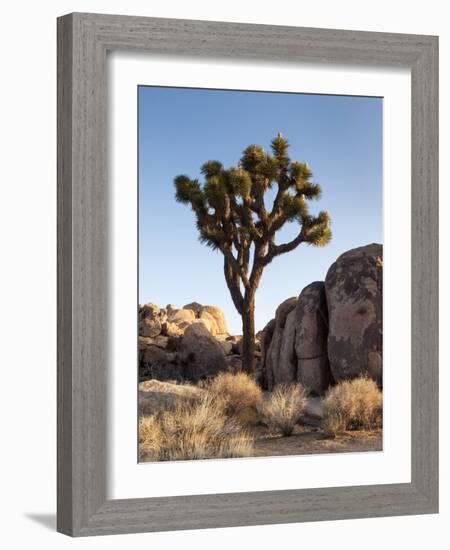 USA, California, Joshua Tree National Park. Joshua Tree Lit by Early Morning Sun-Ann Collins-Framed Photographic Print