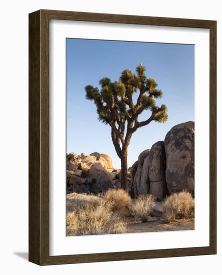 USA, California, Joshua Tree National Park. Joshua Tree Lit by Early Morning Sun-Ann Collins-Framed Photographic Print