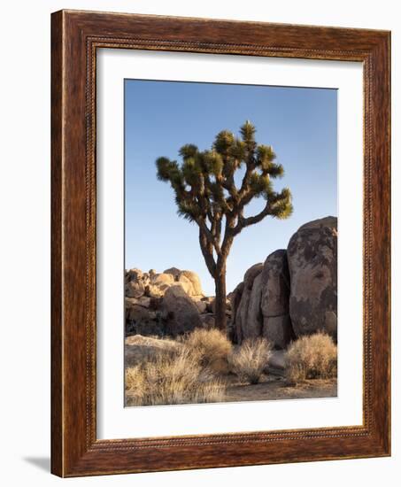 USA, California, Joshua Tree National Park. Joshua Tree Lit by Early Morning Sun-Ann Collins-Framed Photographic Print