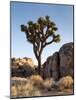 USA, California, Joshua Tree National Park. Joshua Tree Lit by Early Morning Sun-Ann Collins-Mounted Photographic Print