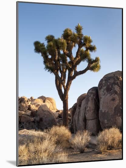 USA, California, Joshua Tree National Park. Joshua Tree Lit by Early Morning Sun-Ann Collins-Mounted Photographic Print