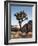 USA, California, Joshua Tree National Park. Joshua Tree Lit by Early Morning Sun-Ann Collins-Framed Photographic Print