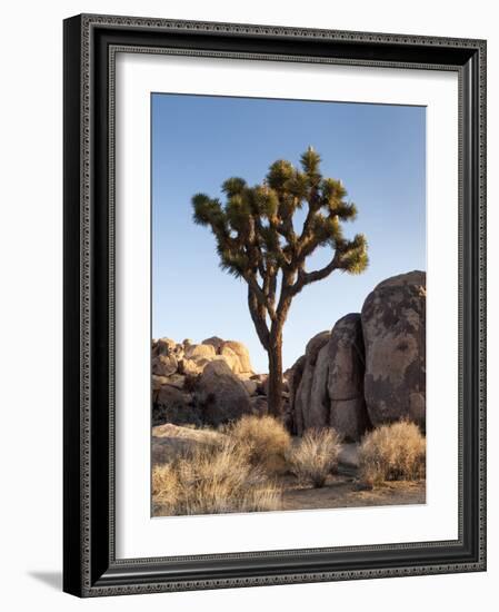 USA, California, Joshua Tree National Park. Joshua Tree Lit by Early Morning Sun-Ann Collins-Framed Photographic Print