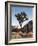 USA, California, Joshua Tree National Park. Joshua Tree Lit by Early Morning Sun-Ann Collins-Framed Photographic Print