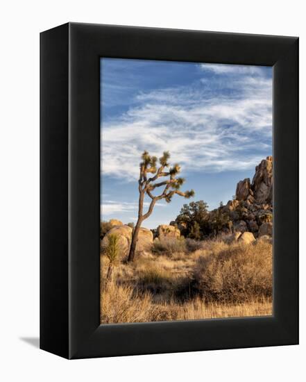 USA, California, Joshua Tree National Park. Joshua Trees in Mojave Desert-Ann Collins-Framed Premier Image Canvas