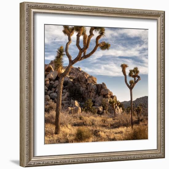 USA, California, Joshua Tree National Park, Joshua Trees in Mojave Desert-Ann Collins-Framed Photographic Print