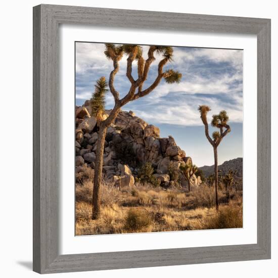 USA, California, Joshua Tree National Park, Joshua Trees in Mojave Desert-Ann Collins-Framed Photographic Print