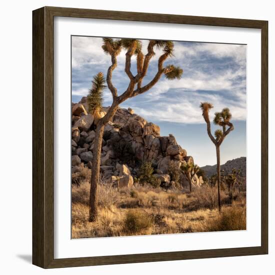 USA, California, Joshua Tree National Park, Joshua Trees in Mojave Desert-Ann Collins-Framed Photographic Print