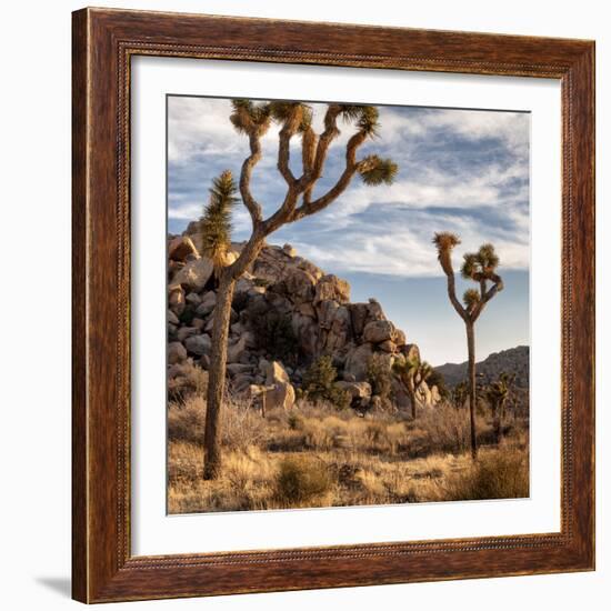 USA, California, Joshua Tree National Park, Joshua Trees in Mojave Desert-Ann Collins-Framed Photographic Print