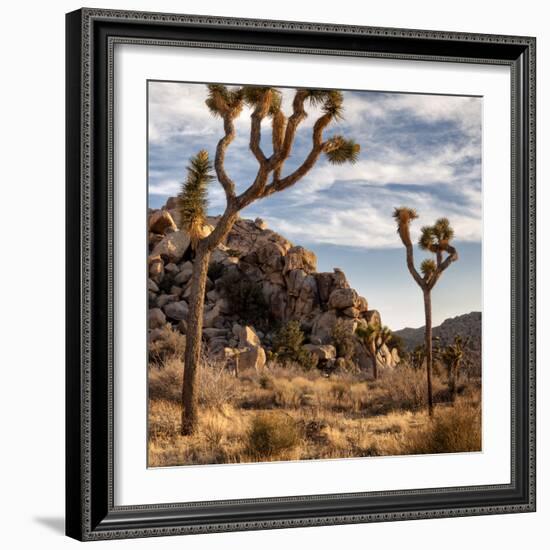 USA, California, Joshua Tree National Park, Joshua Trees in Mojave Desert-Ann Collins-Framed Photographic Print