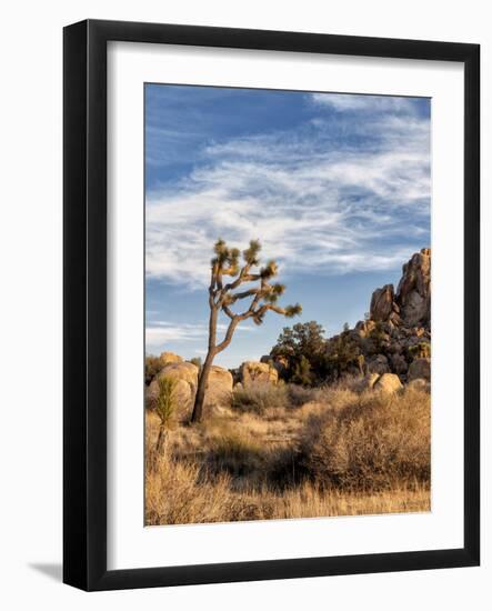 USA, California, Joshua Tree National Park. Joshua Trees in Mojave Desert-Ann Collins-Framed Photographic Print