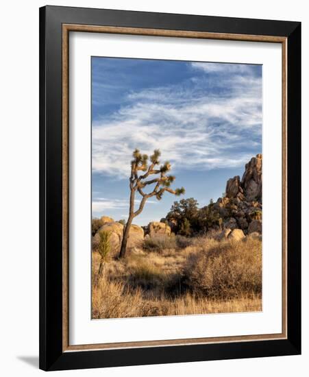 USA, California, Joshua Tree National Park. Joshua Trees in Mojave Desert-Ann Collins-Framed Photographic Print