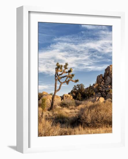 USA, California, Joshua Tree National Park. Joshua Trees in Mojave Desert-Ann Collins-Framed Photographic Print