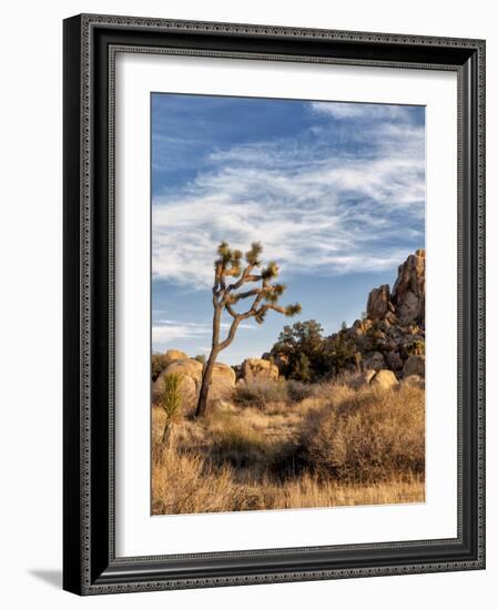 USA, California, Joshua Tree National Park. Joshua Trees in Mojave Desert-Ann Collins-Framed Photographic Print