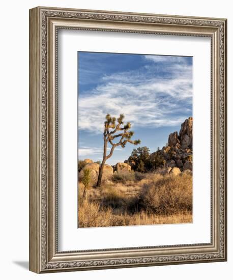 USA, California, Joshua Tree National Park. Joshua Trees in Mojave Desert-Ann Collins-Framed Photographic Print