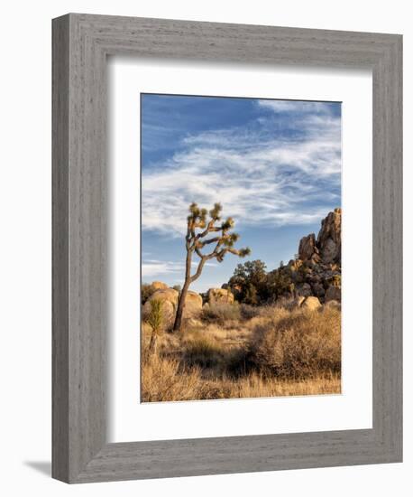 USA, California, Joshua Tree National Park. Joshua Trees in Mojave Desert-Ann Collins-Framed Photographic Print