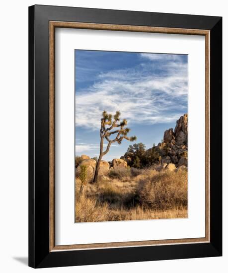 USA, California, Joshua Tree National Park. Joshua Trees in Mojave Desert-Ann Collins-Framed Photographic Print