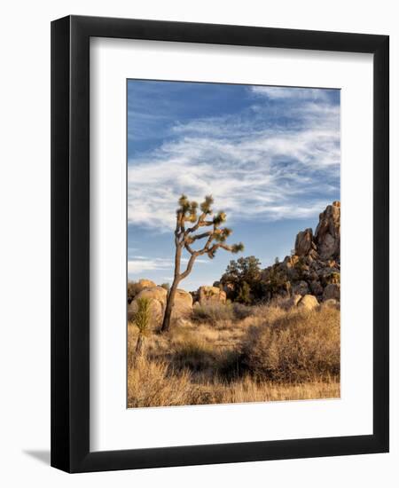 USA, California, Joshua Tree National Park. Joshua Trees in Mojave Desert-Ann Collins-Framed Photographic Print
