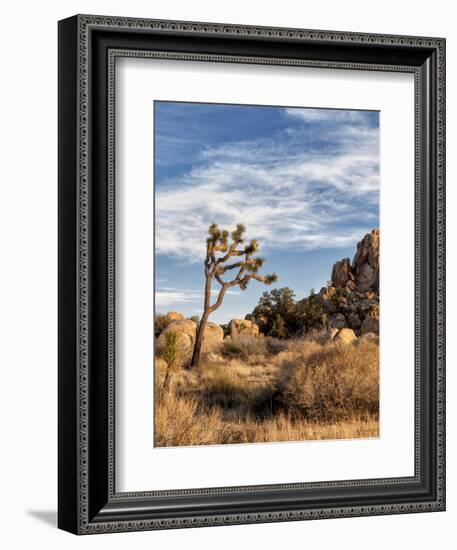 USA, California, Joshua Tree National Park. Joshua Trees in Mojave Desert-Ann Collins-Framed Photographic Print