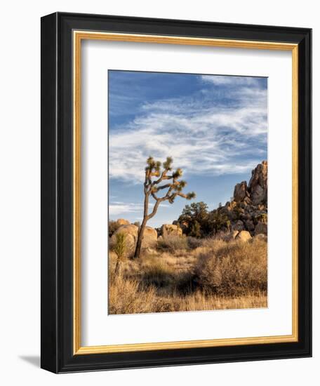 USA, California, Joshua Tree National Park. Joshua Trees in Mojave Desert-Ann Collins-Framed Photographic Print