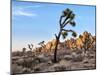 USA, California, Joshua Tree National Park. Lowering Sun Lights Up Rocks-Ann Collins-Mounted Photographic Print