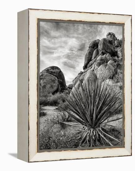 USA, California, Joshua Tree National Park, Mojave Yucca Plant-Ann Collins-Framed Premier Image Canvas