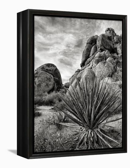 USA, California, Joshua Tree National Park, Mojave Yucca Plant-Ann Collins-Framed Premier Image Canvas