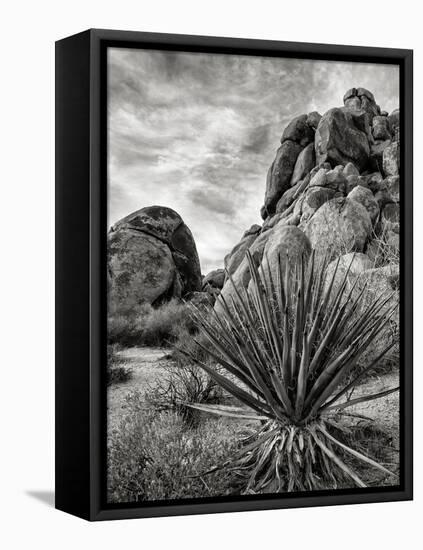 USA, California, Joshua Tree National Park, Mojave Yucca Plant-Ann Collins-Framed Premier Image Canvas