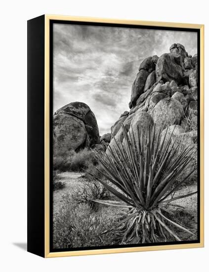 USA, California, Joshua Tree National Park, Mojave Yucca Plant-Ann Collins-Framed Premier Image Canvas