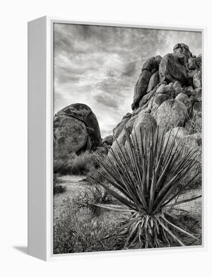 USA, California, Joshua Tree National Park, Mojave Yucca Plant-Ann Collins-Framed Premier Image Canvas