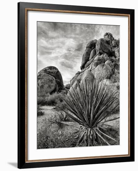 USA, California, Joshua Tree National Park, Mojave Yucca Plant-Ann Collins-Framed Photographic Print