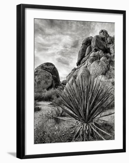 USA, California, Joshua Tree National Park, Mojave Yucca Plant-Ann Collins-Framed Photographic Print