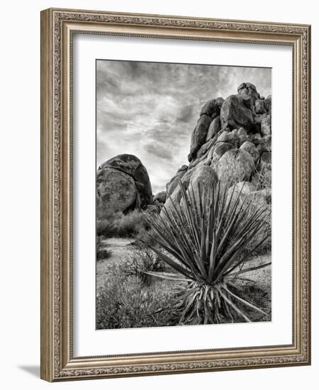 USA, California, Joshua Tree National Park, Mojave Yucca Plant-Ann Collins-Framed Photographic Print