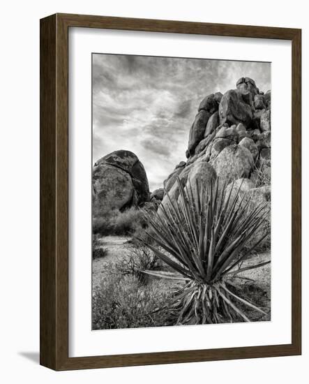 USA, California, Joshua Tree National Park, Mojave Yucca Plant-Ann Collins-Framed Photographic Print