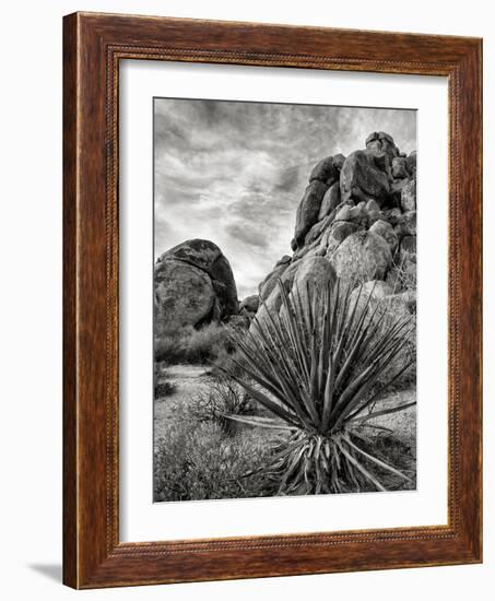 USA, California, Joshua Tree National Park, Mojave Yucca Plant-Ann Collins-Framed Photographic Print