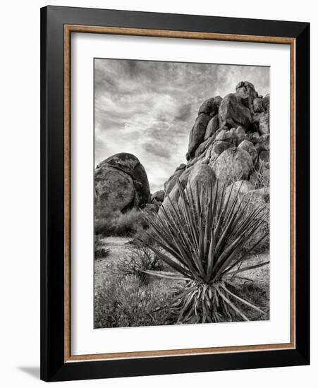 USA, California, Joshua Tree National Park, Mojave Yucca Plant-Ann Collins-Framed Photographic Print