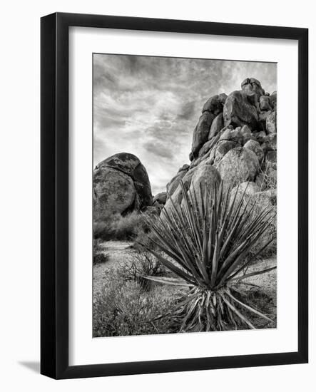 USA, California, Joshua Tree National Park, Mojave Yucca Plant-Ann Collins-Framed Photographic Print